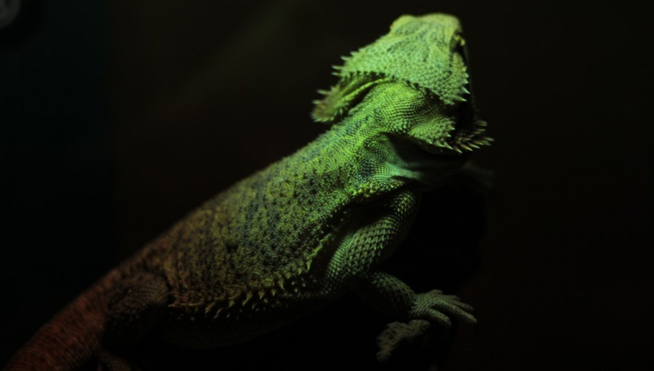 iguana_header