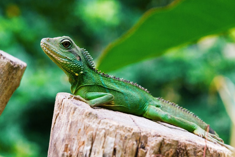 iguana_1